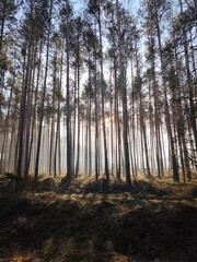 las, drzewa, mgła, park, liście, sosny © Szymon