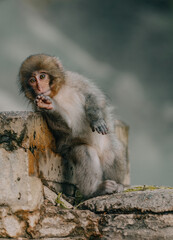 Macaques at Jigokudani Snow Monkey Park in Nagano, Japan