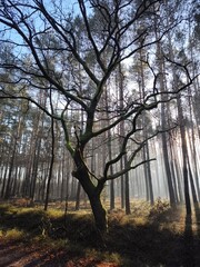 las, drzewa, mgła, park, liście, sosny © Szymon