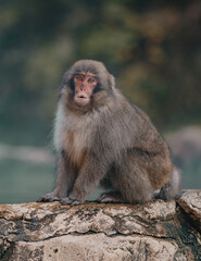 Macaques at Jigokudani Snow Monkey Park in Nagano, Japan