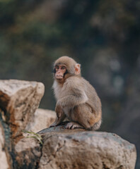 Naklejka premium Macaques at Jigokudani Snow Monkey Park in Nagano, Japan