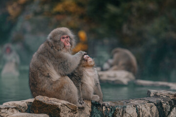 Macaques at Jigokudani Snow Monkey Park in Nagano, Japan