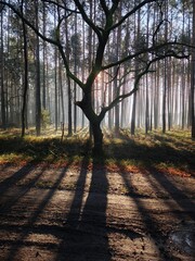 las, drzewa, mgła, park, liście, sosny © Szymon
