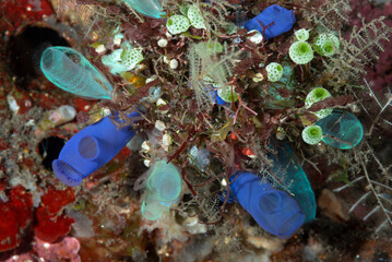 gruppo di ascidie di vari colori e dimensioni sul reef, Tulamben, Bali © Massimo