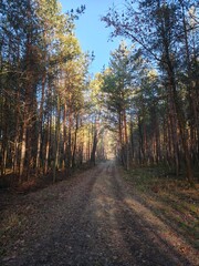 las, drzewa, mgła, park, liście, sosny © Szymon