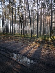 las, drzewa, mgła, park, liście, sosny © Szymon