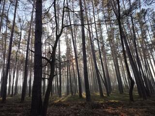 las, drzewa, mgła, park, liście, sosny © Szymon