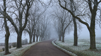 Frostige Baumallee im Nebel