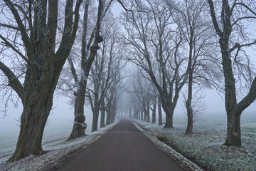 Frostige Baumallee im Nebel