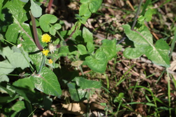 Sonchus oleraceus is a species of flowering plant in the tribe Cichorieae of the family Asteraceae, native to Europe and Western Asia