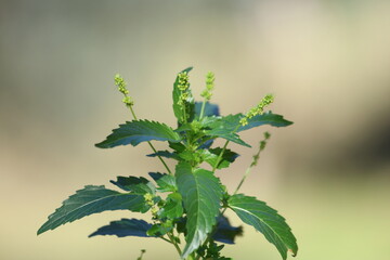 Mercurialis annua L. is commonly known as annual mercury