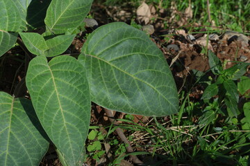 close up of leaf of datura innoxia