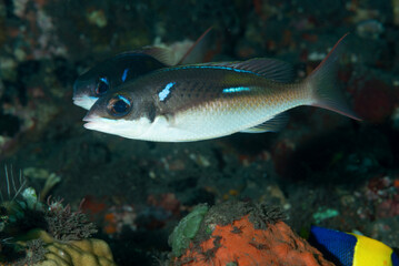coppia di Scolopsis xenochrous sul reef