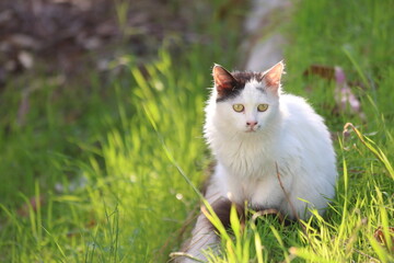 stray cat in the street