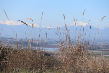 Reeds  on a gentle hill, with a  snowy mountain gracing the distant horizon