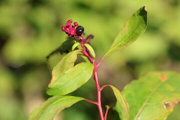 berries of Phytolacca sp in forest