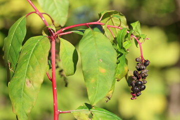berries of Phytolacca sp in forest