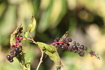 berries of Phytolacca sp in forest