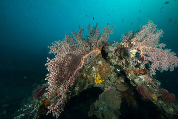 Barriera corallina a Bali, in primo piano due coralli molli del genere dendronephthya