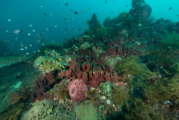 Barriera corallina a Bali, con coralli e diversi tipi di spugne e pesci tropicali © Massimo