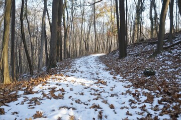 Snowy Forest Path With Fallen Autumn Leaves