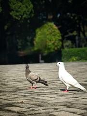Companions on the Cobblestone, White dove, Gray pigeon, Cobblestone pavement, Natural harmony, Serene wildlife