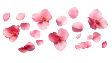 flying pink petals isolated on transparent background