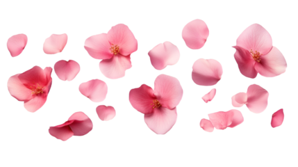 flying pink petals isolated on transparent background