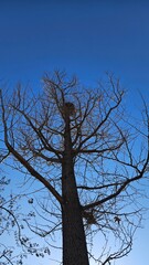 The winter of trees towering against the blue sky