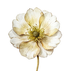 Obraz premium Buttercup flower watercolor isolated clipart