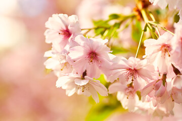 Cherry Blossoms Under a Clear Sky