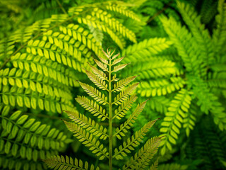 New Leaves of Pattern of Fern Tree