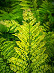 Pattern of Fern Tree