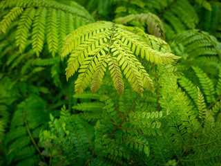 New Leaves of Pattern of Fern Tree