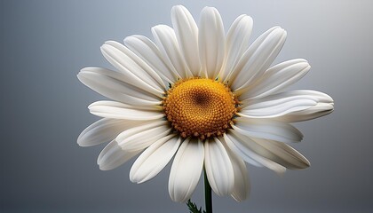 daisy on a white background
