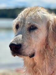 dog © tola___official