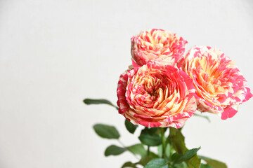 パーティラナンキュラ