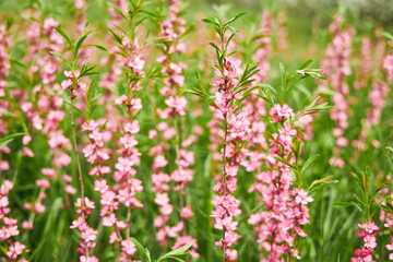 Springtime Bloom in Pink Meadow