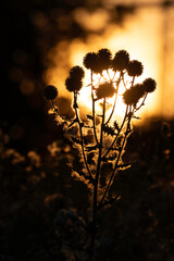 Stimmungsvolle Distel im Sonnenuntergang 
