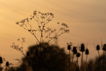 Pflanze im Sonnenuntergang