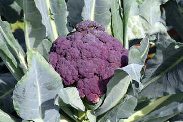 Cauliflower, Brassica oleracea,  Violetta di Sicilia