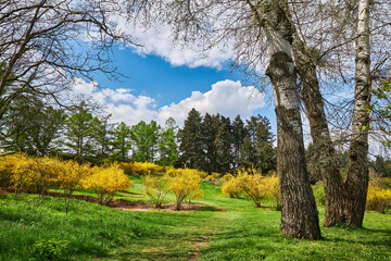 Urban Park with Blooming Bushes