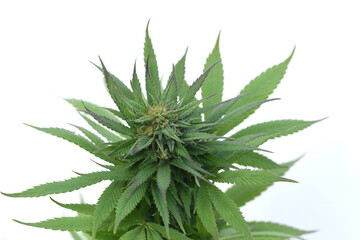 cannabis sativa