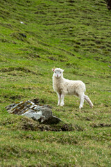 Fototapeta premium Lamb on the mountains of the Faroe Island