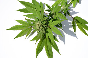 cannabis sativa
