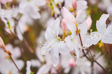 White Azalea Blossoms