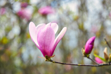 Magnolia Blossom Close-Up