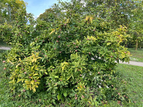 Medlar, Mespilus, germanica