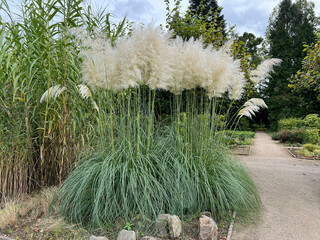 Pampas grass, Cortaderia selloana