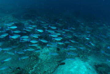 Isola di Nusa Penida, Bali, reef con coralli duri e molli, spugne e un folto gruppo  pesci chirurgo, Naso hexacanthus, © Massimo
